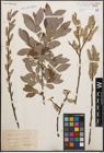 Foto von Salix cinerea L.